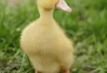 Yellow duckling on grass