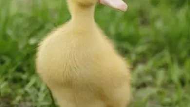 Yellow duckling on grass