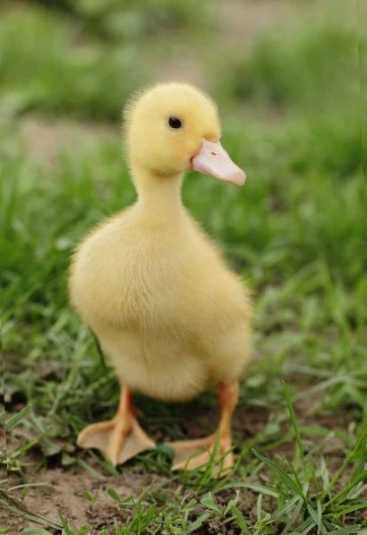 Yellow duckling on grass