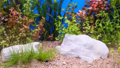 Akvarium s rostlinami a kameny pro žábu