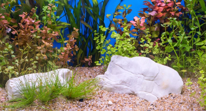 Akvarium s rostlinami a kameny pro žábu