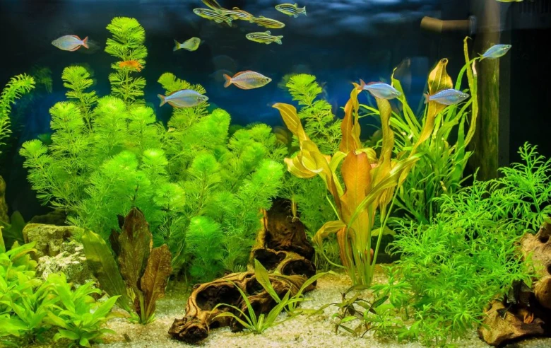 Akvarium s rybami a rostlinami pro článek o optimálním počtu.