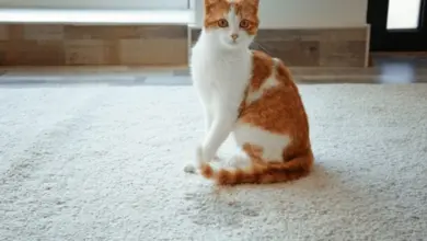 Oranžovo-bílá kočka sedí na světlém koberci.