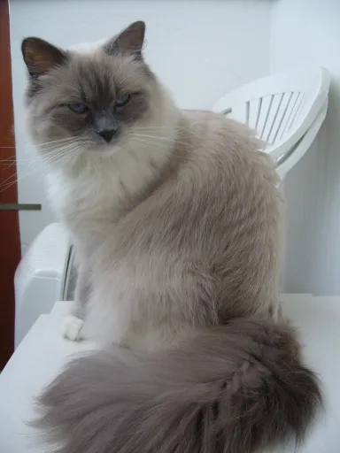 Fluffy cat sedí na bílé ploše v interiéru.