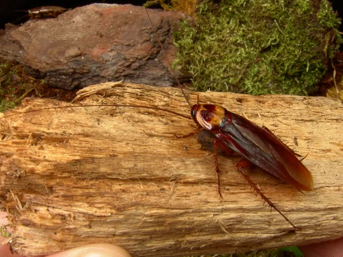 Madagaskarský šváb na kusu dřeva v přírodě