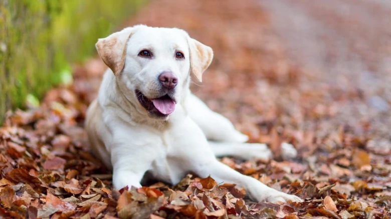 Bílý labrador leží na podlaze s listím v autumnu.