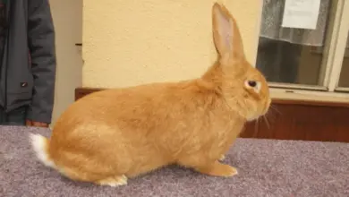Hnědý králík sedící na podlaze před oknem.