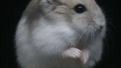 Křeček sedící s semínky před černým pozadím.
