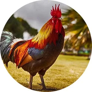 Kohout stojí na trávníku s barevným peřím.
