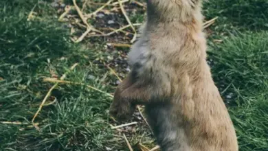 Králík sedící na zadních tlapkách v trávě.