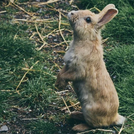Králík sedící na zadních tlapkách v trávě.