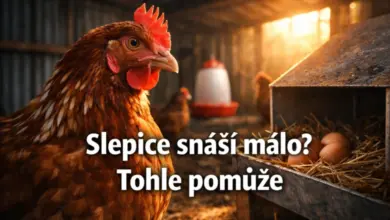 Hnědá slepice v kuřatníku s vejci vedle ní.