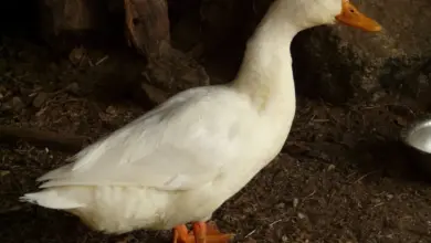 Bílá pekingská kachna stojí na zemi v chovu.