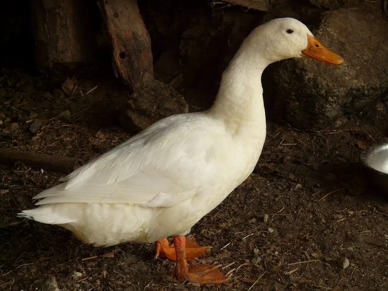Bílá pekingská kachna stojí na zemi v chovu.