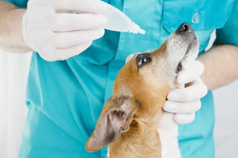 Veterinář podává psu kapky do úst pro ošetření zánětu.