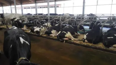 Skupina dojnic v chovu na farmě s kovovými krmnými misky.