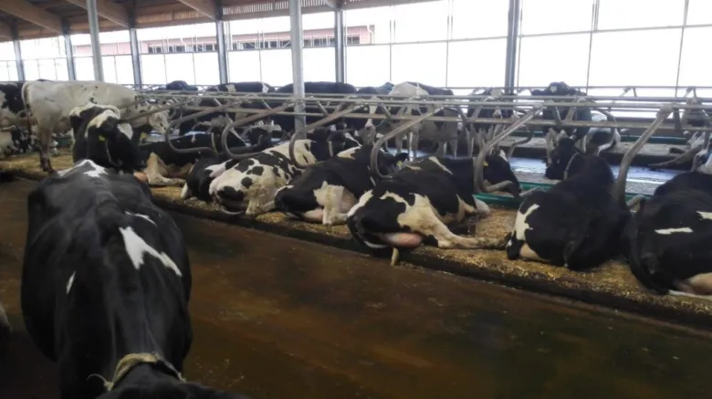 Skupina dojnic v chovu na farmě s kovovými krmnými misky.
