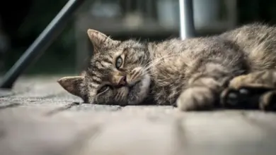 Obrázek ukazuje odpočívající kočku na kamenné ploše venku.