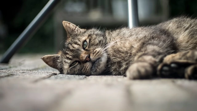 Obrázek ukazuje odpočívající kočku na kamenné ploše venku.