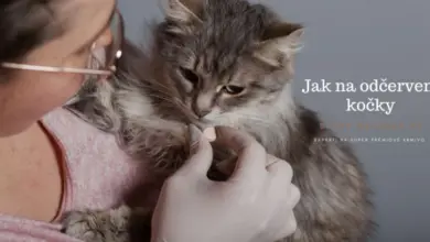 Osoba podává odčervovací tabletku kočkě drženou v náručí.
