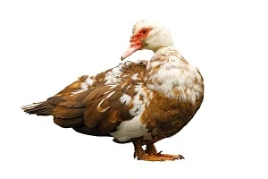 Kachna s hnědo-bílým peřím na bílém pozadí.