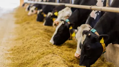 Krávy krmí senem v chovu na farmě.