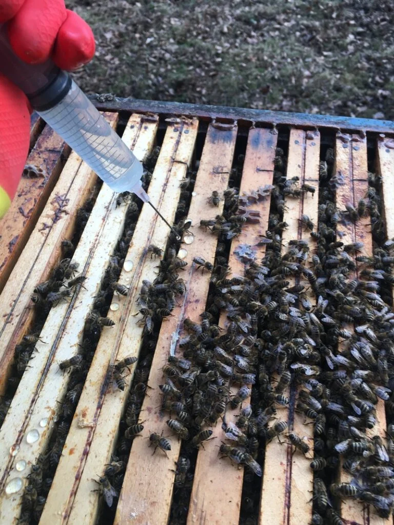 Včelař aplikuje roztok na včely pomocí stříkačky.