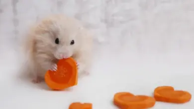 Křeček drží kousek mrkvě ve tvaru srdce na bílém pozadí.