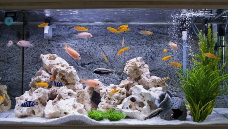 Akvarium s rybami, rostlinami a kameny pod umělým světlem.