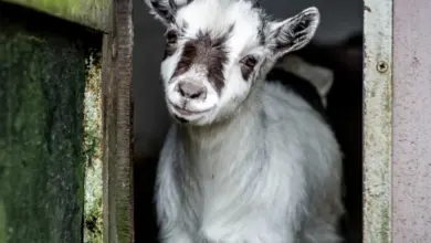 Mláďata kozy se dívá ven z okenice stájového dvířka.
