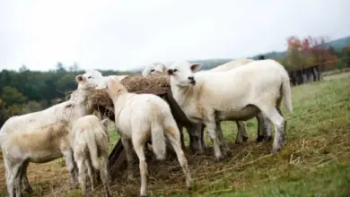 Skupina ovcí se krmit suchou trávou z dřevěného krmítka.