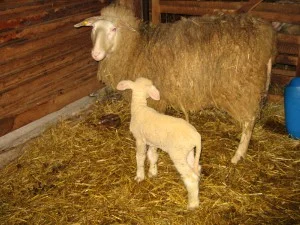 Ovce s novorozeným jehnětem v chlévě na slámě.