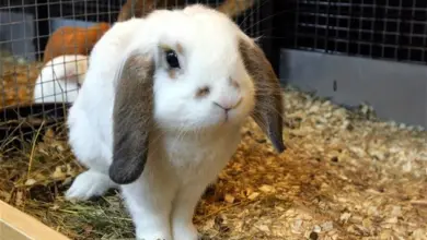 Bílý králík s ušima spadajícími na zádech sedí v kleci.