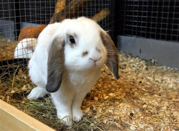 Bílý králík s ušima spadajícími na zádech sedí v kleci.