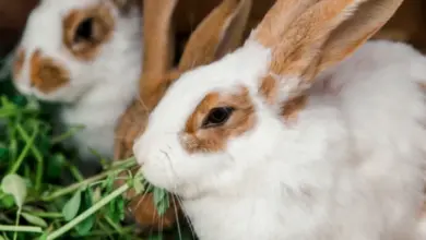 Dva králíci s bílými skvrnami jedí čerstvou zeleninu v kleci.