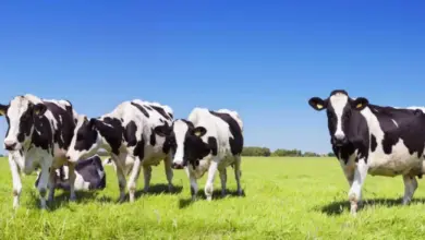 Skupina kráv stojí na zelené trávě pod modrou oblohou.