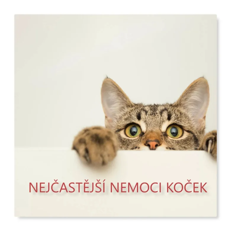Zvědavá kočka se podívá přes okraj bílého povrchu.