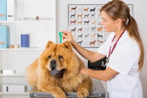Veterinářka vyšetřuje psa v ordinaci.