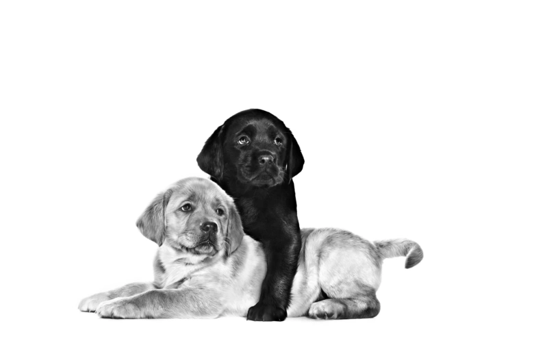 Dva štěňata labradora sedící vedle sebe na bílém pozadí.