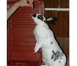 Bílý králík bere jídlo z ruky člověka u skříně.