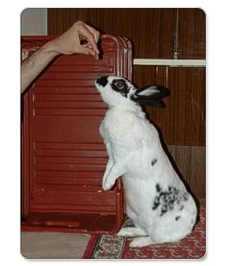 Bílý králík bere jídlo z ruky člověka u skříně.