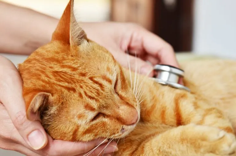 Oranžová kočka s fonendoskopem při veterinárním vyšetření.