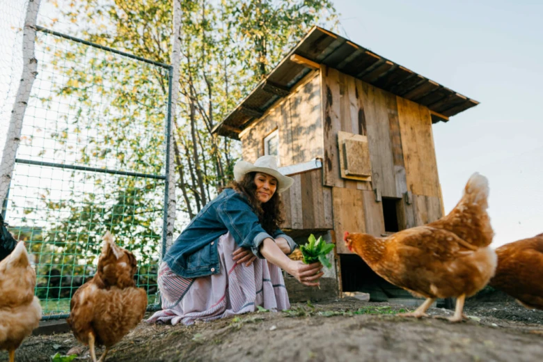 Žena krmit kuřata u dřevěného kurníku v zahradě.