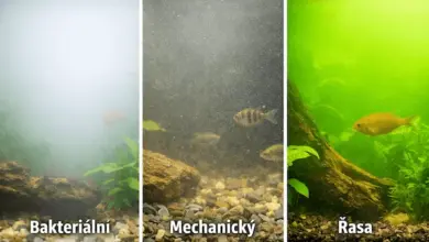 Cloudy aquarium water causes