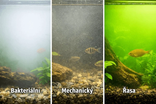Cloudy aquarium water causes
