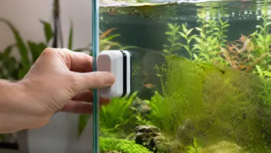 Ruční magnetický čistič odstraňuje zelený řasový povlak ze skla akvária.