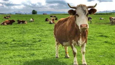 Hornatá kráva stojí na zelené louce s dalšími dobytka v pozadí.