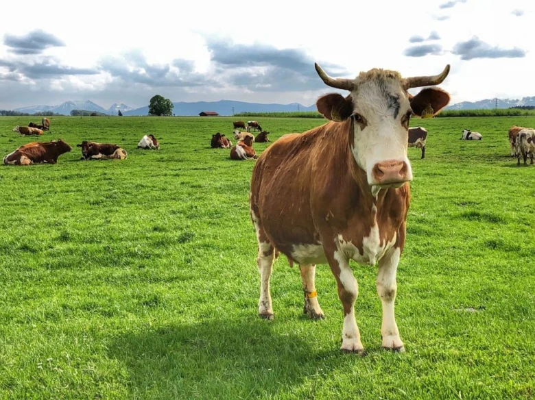 Hornatá kráva stojí na zelené louce s dalšími dobytka v pozadí.