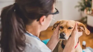 Veterinářka zkoumá uši psa při vyšetření.