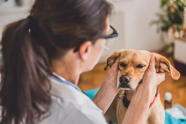 Veterinářka zkoumá uši psa při vyšetření.